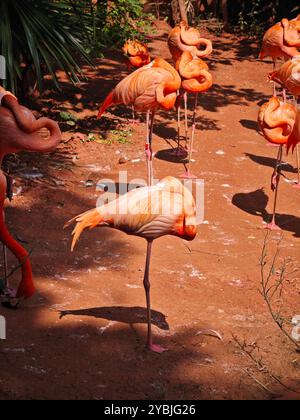 les flamants rouges reposent sur le sol rouge en journée ensoleillée Banque D'Images