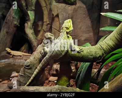 un grand lézard vert sur la branche sous une lumière vive Banque D'Images