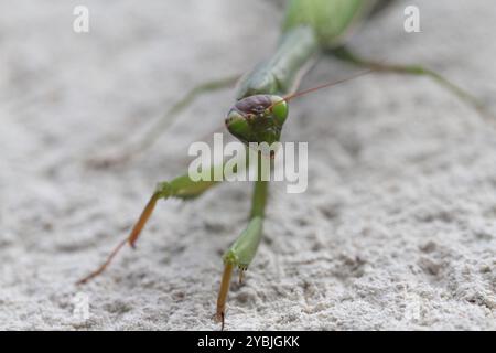 Prier Mantis religiosa perché sur un mur face avant regardant avec ses yeux lentille extérieur nature extérieur papier peint insectes prédateurs herbe tig Banque D'Images