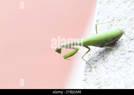 Prier Mantis religiosa perché sur un mur face avant regardant avec ses yeux lentille extérieur nature extérieur papier peint insectes prédateurs herbe tig Banque D'Images