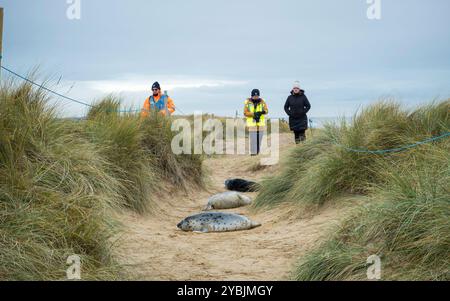 Norfolk, Royaume-Uni - 14 décembre 2023. Les gens regardant des chiots de phoques gris dans les dunes de sable en hiver. Horsey Gap, Norfolk, Royaume-Uni Banque D'Images