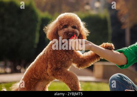 Jeune femme formant son petit chien, un chiot de la race jouet caniche, à l'extérieur, dans un parc. promenade de chien, soins pour animaux de compagnie Banque D'Images