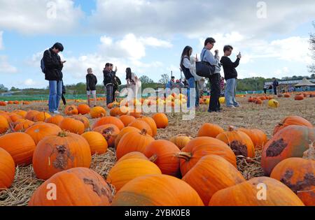 Topsham, Devon, Royaume-Uni. 19 octobre 2024. Les visiteurs trouvent les citrouilles photogéniques au festival de la citrouille qui se tient à Darts Farm. Banque D'Images