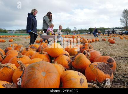 Topsham, Devon, Royaume-Uni. 19 octobre 2024. Les visiteurs cueillant des citrouilles près de la barrowload au festival de la citrouille qui se tient à Darts Farm. Banque D'Images