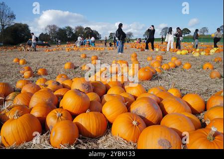 Topsham, Devon, Royaume-Uni. 19 octobre 2024. Les visiteurs qui cueillent des citrouilles au festival de la citrouille qui se tient à Darts Farm. Banque D'Images