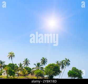 Cocotiers, ficus, magnolias et soleil brillant dans le ciel bleu. Concept - vacances et voyages. Banque D'Images