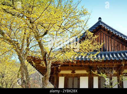 Songgwangsa est un temple du bouddhisme zen situé dans la province de Jeolla du Sud, en Corée du Sud. Fleur de Cornus officinalis qui est une espèce de cornouiller. Banque D'Images