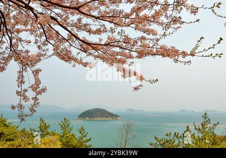 Cerisier en fleurs et paysage marin dans le comté de Goseong (Goseong-gun), province de Gyeongsang du Sud, Corée du Sud. Banque D'Images