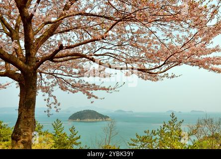 Cerisier en fleurs et paysage marin dans le comté de Goseong (Goseong-gun), province de Gyeongsang du Sud, Corée du Sud. Banque D'Images