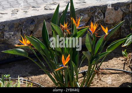 Les fleurs d'oiseau de paradis brillantes prospèrent dans un jardin bien entretenu, mettant en valeur leurs pétales orange et bleu frappants sous le soleil chaud à côté d'une texture Banque D'Images