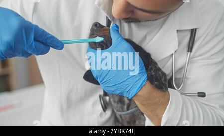 Un jeune vétérinaire hispanique examine les dents d'un chien teckel dans une clinique. Banque D'Images