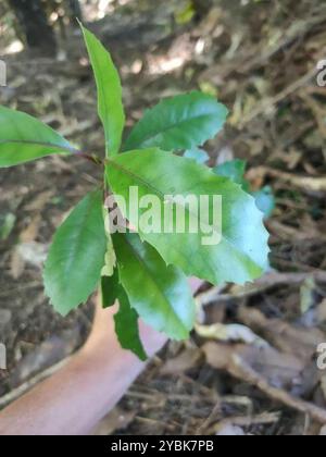 Pigeonwood (Hedycarya arborea) Plantae Banque D'Images