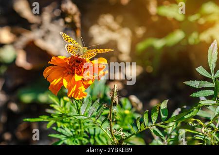 Kitateha (Polygonia c-aureum) papillon assis sur une fleur de souci orange. Gros plan macro Banque D'Images