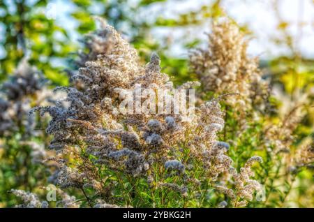 Graines sèches moelleuses sur les fleurs sauvages avec des feuilles vertes en automne. Paysage de champ d'automne. Mise au point sélective Banque D'Images