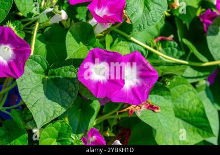 Gloire du matin violette ou fleurs d'ipomoea indica avec des feuilles vertes. Création de paysages lumineux. Macro Banque D'Images