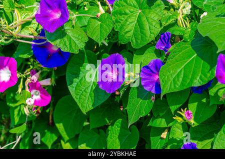 Gloire matinale violette ou bleue ou fleurs d'ipomoea indica avec des feuilles vertes. Création de paysages lumineux Banque D'Images