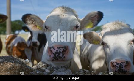 Plusieurs vaches avec des étiquettes jaunes se tiennent curieusement derrière un mur de pierre dans un pâturage rural en plein air sous un ciel bleu clair. Banque D'Images