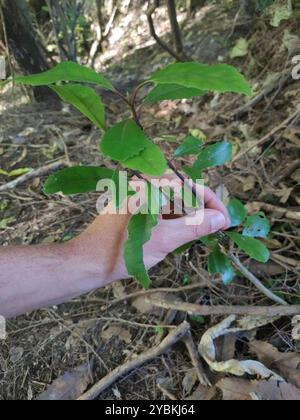 Pigeonwood (Hedycarya arborea) Plantae Banque D'Images