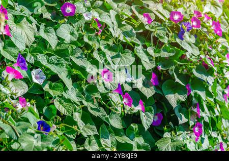 Gloire matinale violette ou bleue ou fleurs d'ipomoea indica avec des feuilles vertes. Création de paysages lumineux Banque D'Images