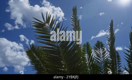 Les feuilles de palmier d'un phoenix canariensis puglian balancent contre un ciel bleu avec des nuages blancs à l'extérieur dans le sud de l'italie. Banque D'Images