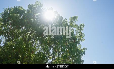 La lumière du soleil coule à travers les branches vertes luxuriantes d'un pêcher dans les pouilles, en italie, contre un ciel bleu clair. Banque D'Images