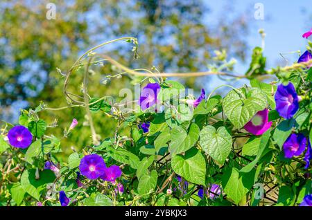 Fleurs de gloire matinale violettes bouclées avec des feuilles vertes contre un ciel bleu flou. Ipomoea Indica. Banque D'Images