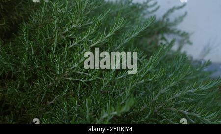 Une plante de romarin luxuriante rosmarinus officinalis pousse en extérieur dans les pouilles, dans le sud de l'italie, mettant en valeur ses feuilles vertes denses ressemblant à des aiguilles. Banque D'Images