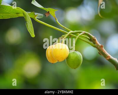 Noix de Barbade (Jatropha curcas) Plantae Banque D'Images