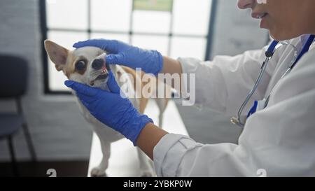 Jeune femme vétérinaire examinant un chien chihuahua dans une salle de clinique vétérinaire. Banque D'Images