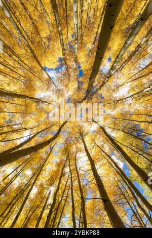 Regardant vers le haut les feuilles d'automne dans une forêt d'arbres d'Aspen Banque D'Images