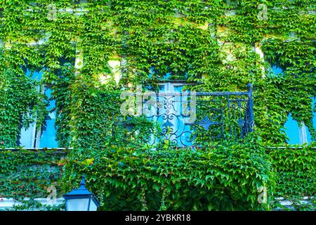 Beau balcon couvert de lierre vert luxuriant contre mur bleu vif. Le feuillage exotique crée un contraste visuel époustouflant, rehaussant le charme architectural. Banque D'Images