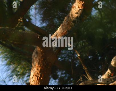 Krüper's Nuthatch (Sitta krueperi) Aves Banque D'Images