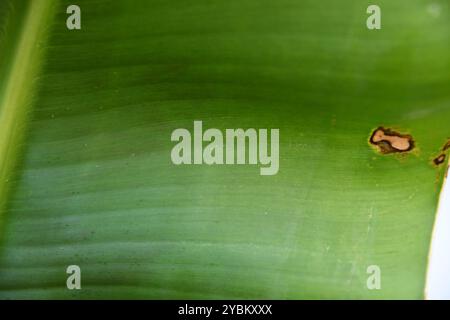 Spidermites, un ravageur commun des plantes d'intérieur, sur une feuille de bananier vert. Les acariens araignées sont de petits insectes blancs. Banque D'Images