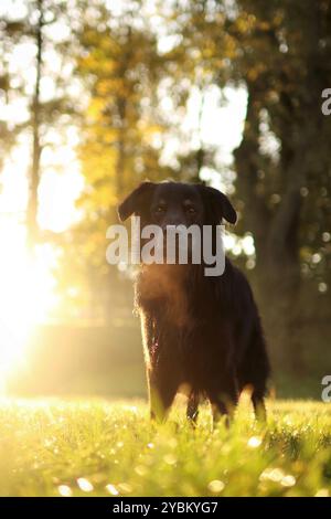 chien croisé noir adopté posant au lever du soleil dans le parc à l'automne Banque D'Images