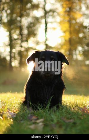 chien croisé noir adopté posant au lever du soleil dans le parc à l'automne Banque D'Images