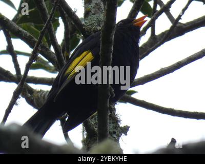 Noir et or Cotinga (Lipaugus ater) Aves Banque D'Images