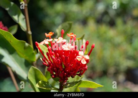 Chinois ixora ( Ixora chinensis ) - Kampala Ouganda Banque D'Images