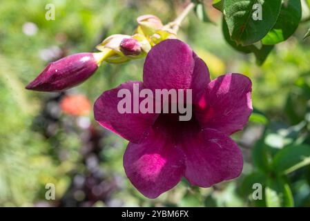 Mauve allamanda ( Allamanda blanchetii ) - Kampala Ouganda Banque D'Images