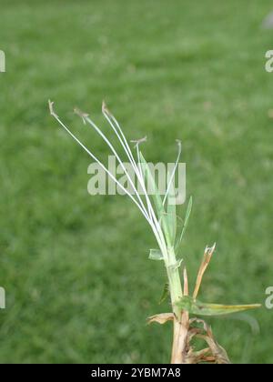 Herbe de Kikuyu (Cenchrus clandestinus) Plantae Banque D'Images