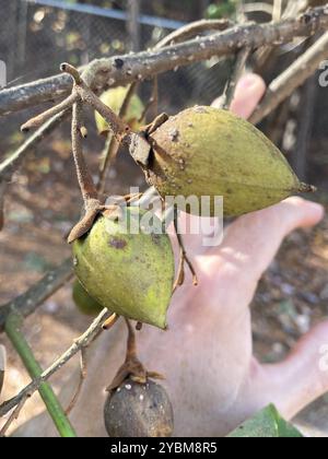 Arbre princesse (Paulownia tomentosa) Plantae Banque D'Images