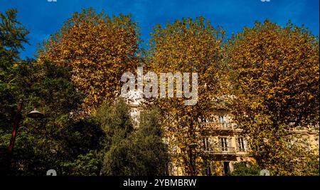 Couleur automnale dans les arbres de la place Wilson, Nice, France Banque D'Images