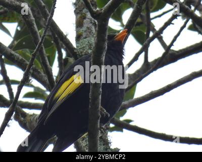 Noir et or Cotinga (Lipaugus ater) Aves Banque D'Images
