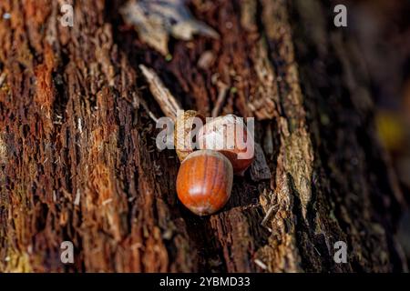 Acorn. Dans de nombreux endroits, il y a beaucoup de glands qui tombent du chêne en automne, qui fournissent de la nourriture à de nombreux animaux et oiseaux. Banque D'Images