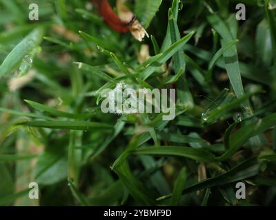 Herbe de Kikuyu (Cenchrus clandestinus) Plantae Banque D'Images