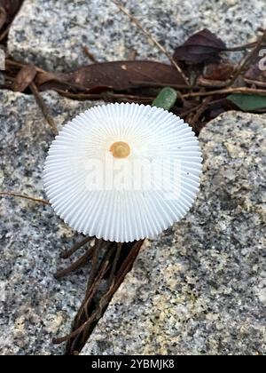 Fragiles champignons Dapperling (Leucocoprinus fragilissimus) Banque D'Images