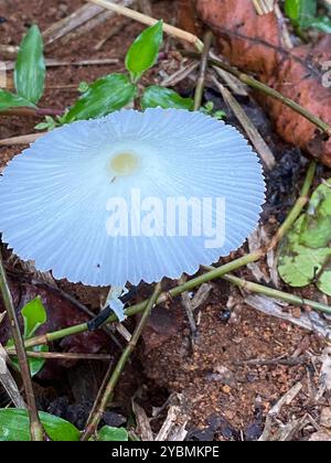 Fragiles champignons Dapperling (Leucocoprinus fragilissimus) Banque D'Images