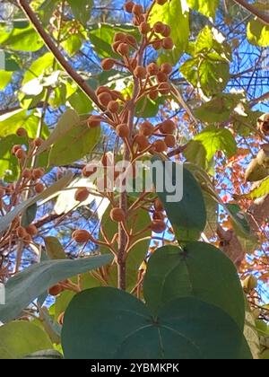 Arbre princesse (Paulownia tomentosa) Plantae Banque D'Images