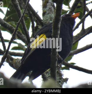 Noir et or Cotinga (Lipaugus ater) Aves Banque D'Images
