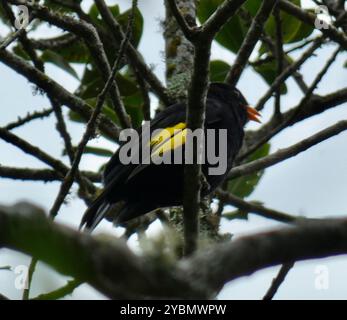 Noir et or Cotinga (Lipaugus ater) Aves Banque D'Images