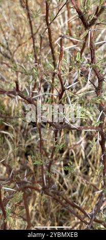 Corne blanche acacia (Vachellia constricta) Plantae Banque D'Images